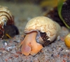 Tylomelania sp.sulawesi, chocolate poso Orange Rabbit snail
