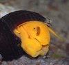 Tylomelania sp.sulawesi, poso orange Rabbit snail