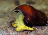 Tylomelania sp.Sulawesi, Yellow Rabbit snail