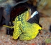 Tylomelania sp.sulawesi yellow spotted rabbit snail
