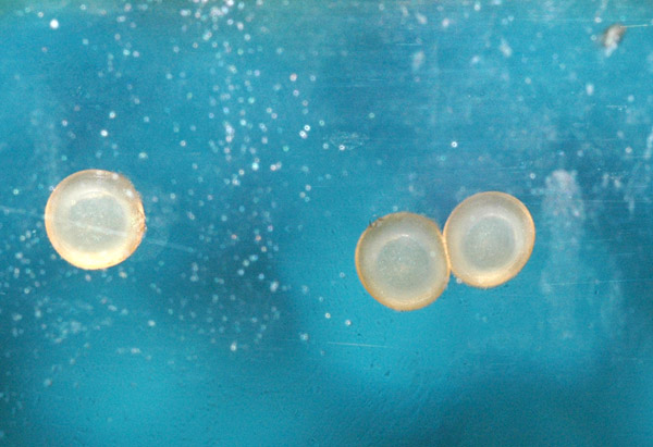 Corydoras sterbai egg