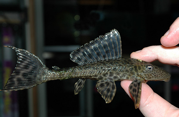 Pleco