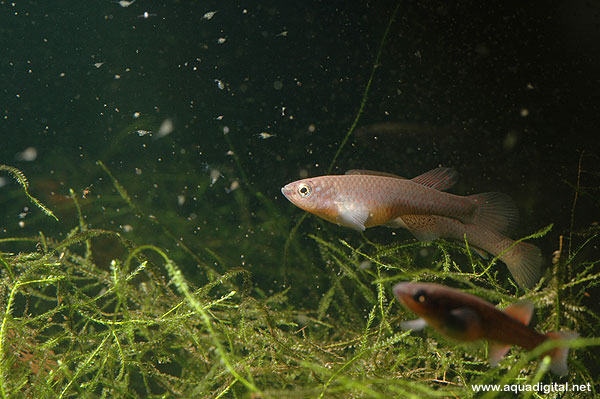 Å se fisken bade i levendefôr i akvariet er virkelig et syn!