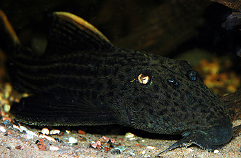 Pseudacanthicus sp- L-025 en av de virkelig flotte og store artene fra Xingus elvesystem.