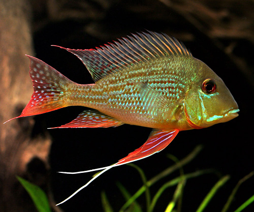 http://akvaforum.no/images/fish/geophagus_altifrons_05.jpg