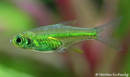 Rasbora Kubotaï Microrasbora_kubotai_05