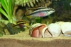 Pelvicachromis pulcher med egg (i sneglehuset)