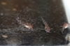 Aspidoras sp. C125 8 uker gammel yngel spiser micromark