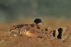 Corydoras condiscipulus, 4 uker gammel yngel