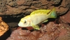 Labidochromis sp. ´Perlmutt´