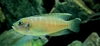 Neolamprologus Brevis male