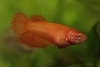 Crowntail (female)