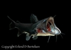 © Copyright Erlend D Bertelsen