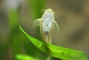 Aspidoras sp. C125 gold, hun som legger egg på plantene