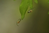 Pterophyllum scalare, yngel 15 dager etter at de ble frittsvømmende