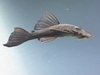 © Copyright Mark Sabaj Pérez, ANSP & All Catfish Species Inventory