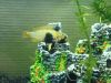 Apistogramma panduro
