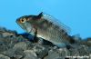 Apistogramma panduro