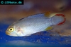 Apistogramma panduro