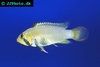 Apistogramma panduro