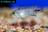 Apistogramma panduro