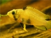 Apistogramma panduro (hun)