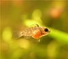 Apistogramma panduro - yngel ca 3 uker