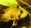 Apistogramma panduro (hunn)