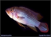 Apistogramma panduro (hann)