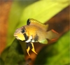 Apistogramma panduro (female)