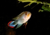 Apistogramma panduro (male)