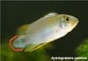 Apistogramma panduro