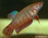 Betta splendens (female)