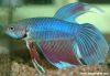 Betta splendens