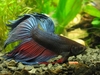 Betta splendens