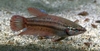 Betta splendens hunn