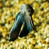 Betta splendens