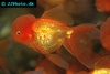 Carassius auratus - Gullfisk løvehodevariant