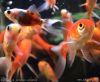 Carassius auratus auratus