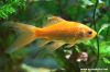 Carassius auratus auratus