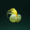 Carassius auratus auratus (oppdrettsvariant)