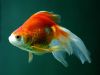 Carassius auratus auratus (oppdrettsvariant)