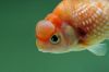 Carassius auratus auratus (oppdrettsvariant)