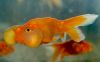 Carassius auratus auratus (oppdrettsvariant)