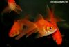 Carassius auratus auratus