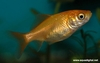 Carassius auratus auratus
