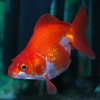 C. auratus auratus - Oppdrettsvariant: Ryukin