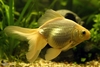 Carassius auratus auratus Slørhale