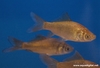 Carassius auratus auratus (juveniles)