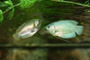 Colisa lalia - Dverggurami hunn og hann